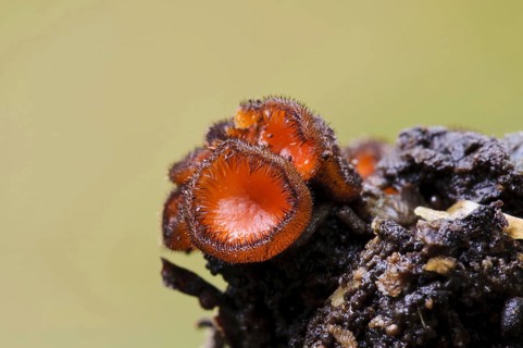 Eyelash Fungus