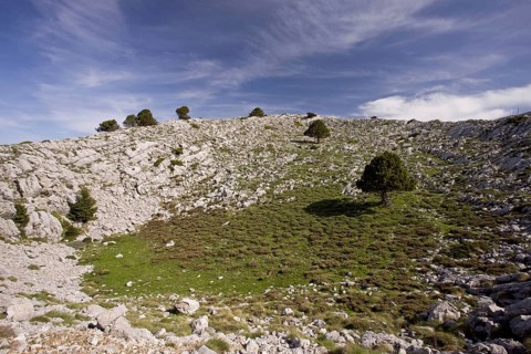 View of karstic limestone habitat