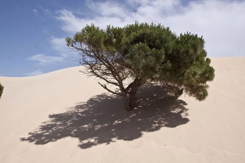 Pine