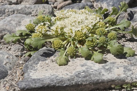Gamocarpha