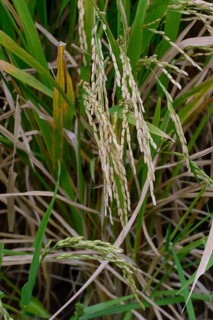 Asian rice