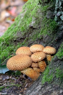 Shaggy scalycap