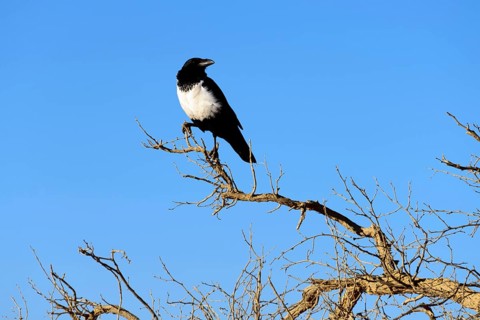 Magpie crow