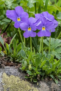 Long-spurred violet