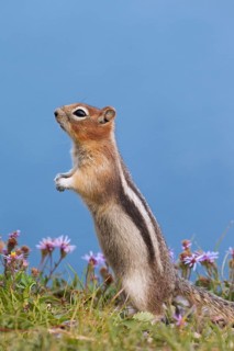Citellus lateralis