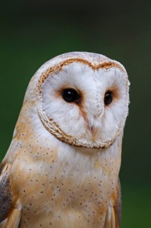 Common barn owl