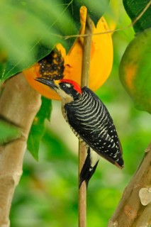 Black-spotted Woodpecker