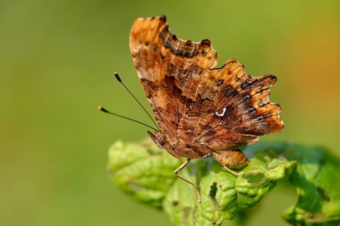 C butterfly