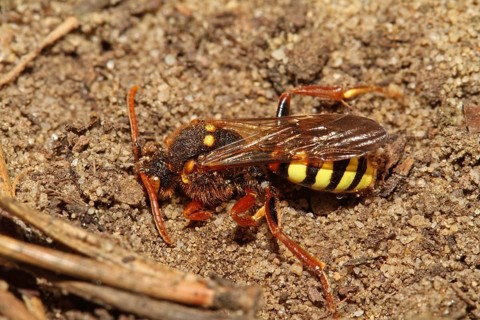 Redheaded Wasp Bee