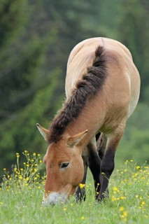 Przewalski's horse