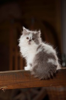 British Longhair