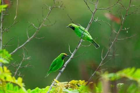 Golden-fronted Leafbird