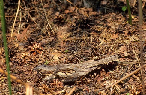 Eurasian Nightjar