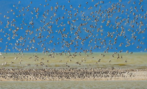 Wrybill