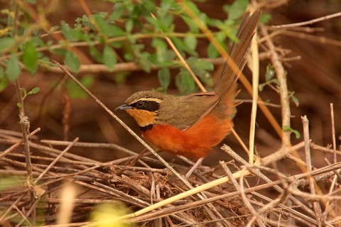 Olive-crowned Crescentchest