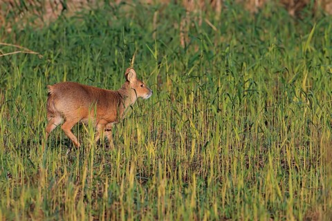 Chinese water deer