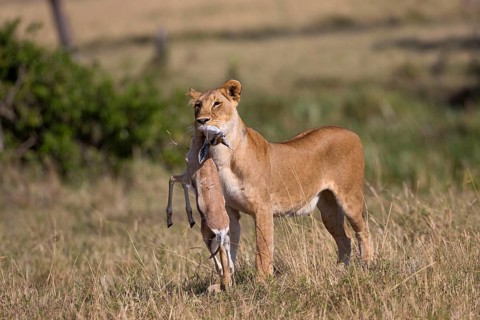 Masai Lion
