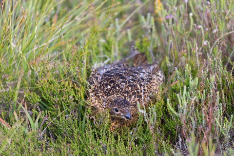 Scottish Grouse