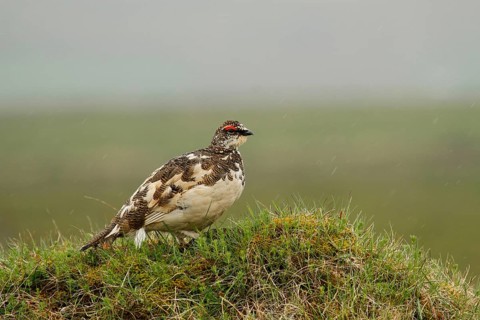 Rock Ptarmigan