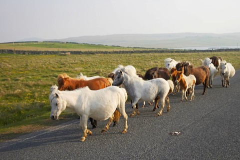 Shetland Pony