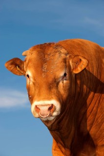 Domestic cattle