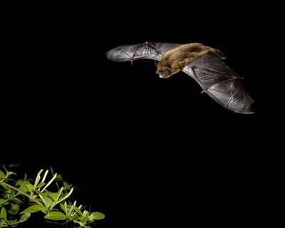 Common Pipistrelle