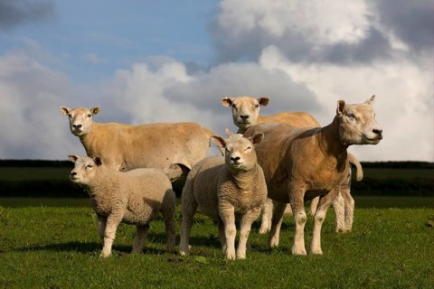 Domestic Sheep