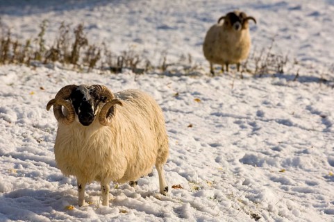 Domestic sheep
