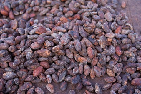 Cocoa tree
