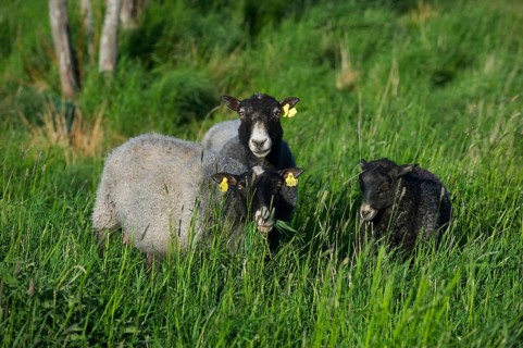 Domestic sheep