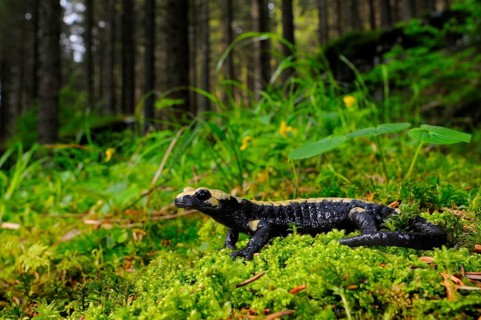 Golden Alpine Salamander