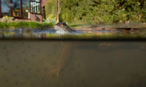 Common Frog