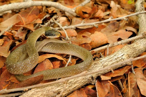 White-lipped herald snake