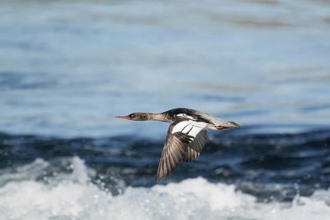 Red-breasted Merganser