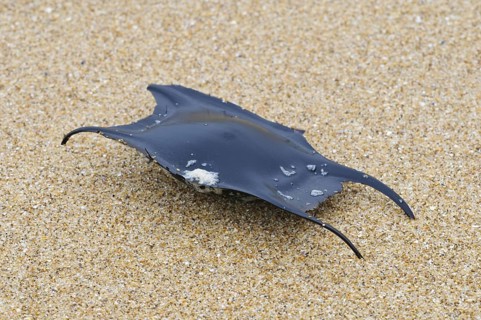 Undulate Ray
