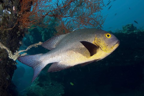 Adult Midnight midnight snapper