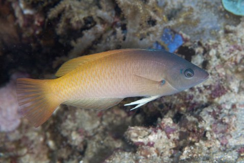 Twotone Wrasse
