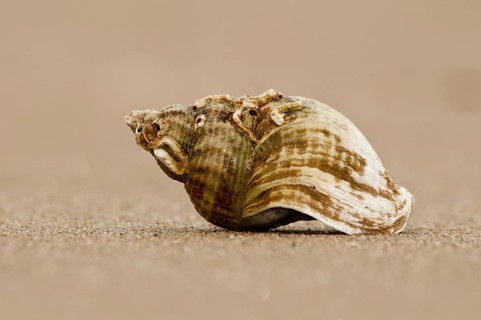 Common Whelk