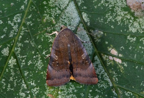 Lesser Broad-bordered Yellow Underwing