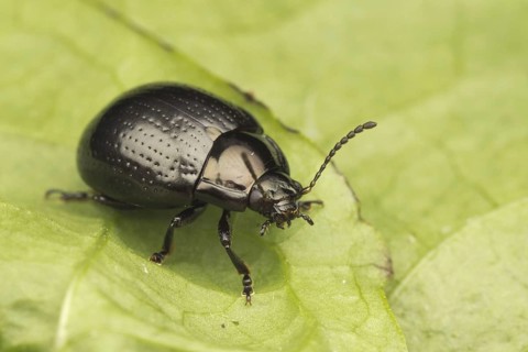 Broad-shouldered Leaf Beetle