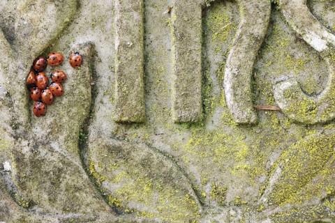 Coccinella 7-punctata