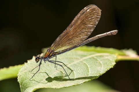 Agrion virgo