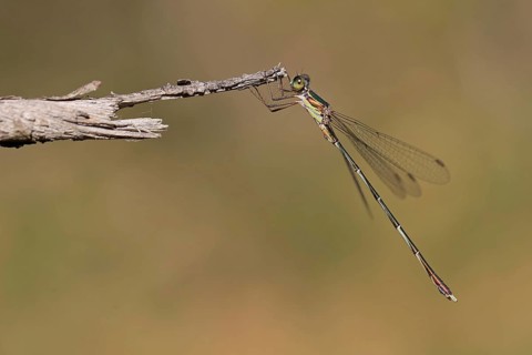 Emerald damselfly