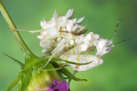 Pseudocreobotra wahlbergii Spiny Flower spiny flower mantis
