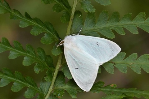 Black V Moth