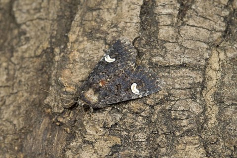 Dot Moth