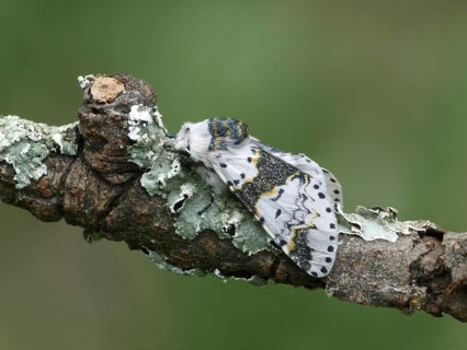 Alder kitten