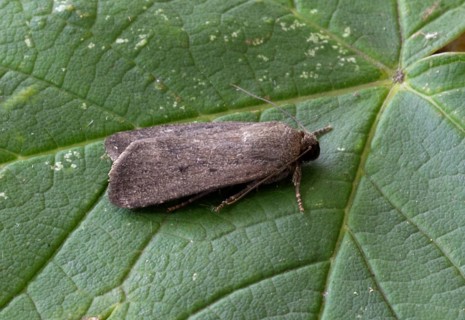 Amphipyra tragopogonis