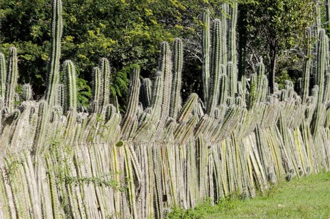 Stem of the candle cactus