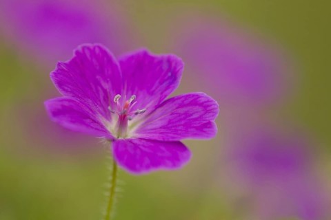 Bloody Cranesbill